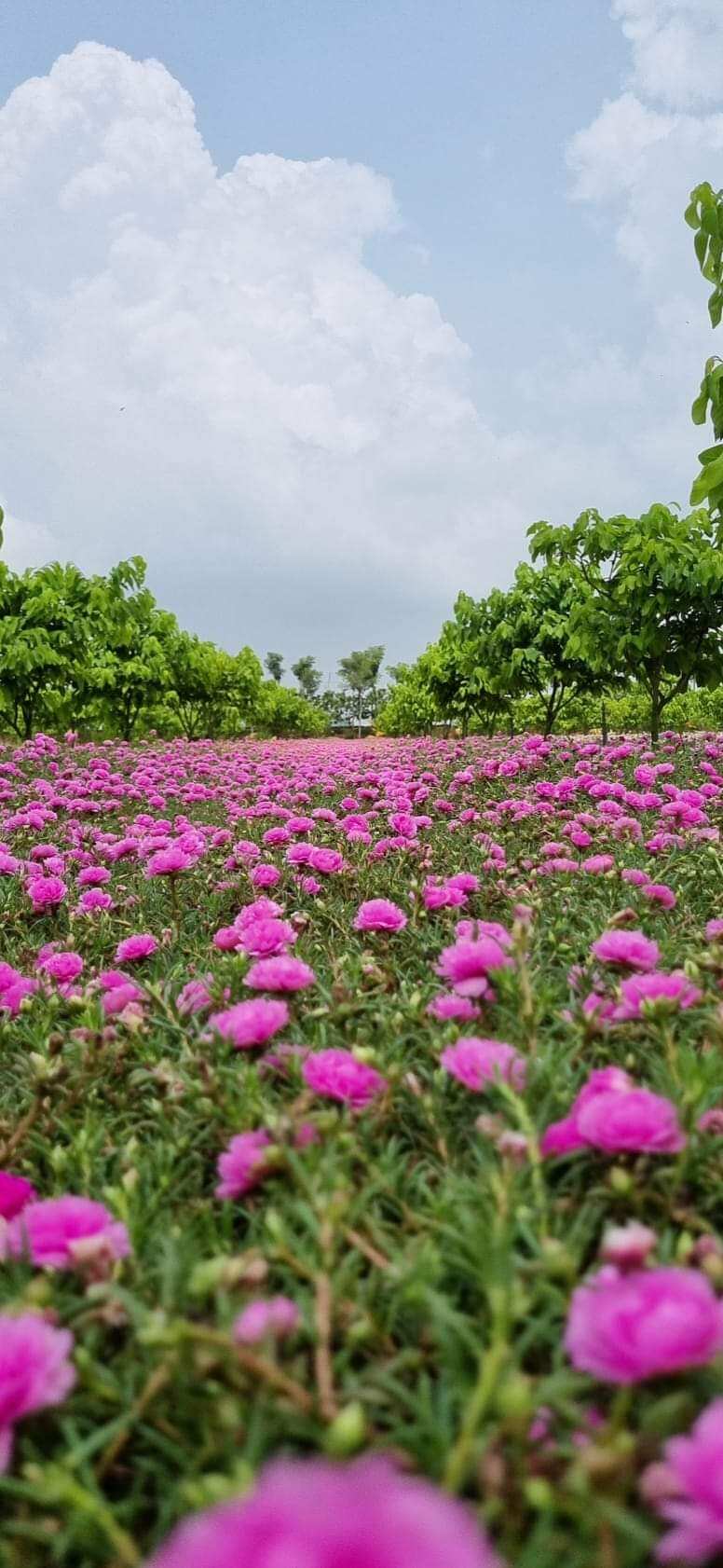 cành 10 giờ thái kép 1 ký 8 màu