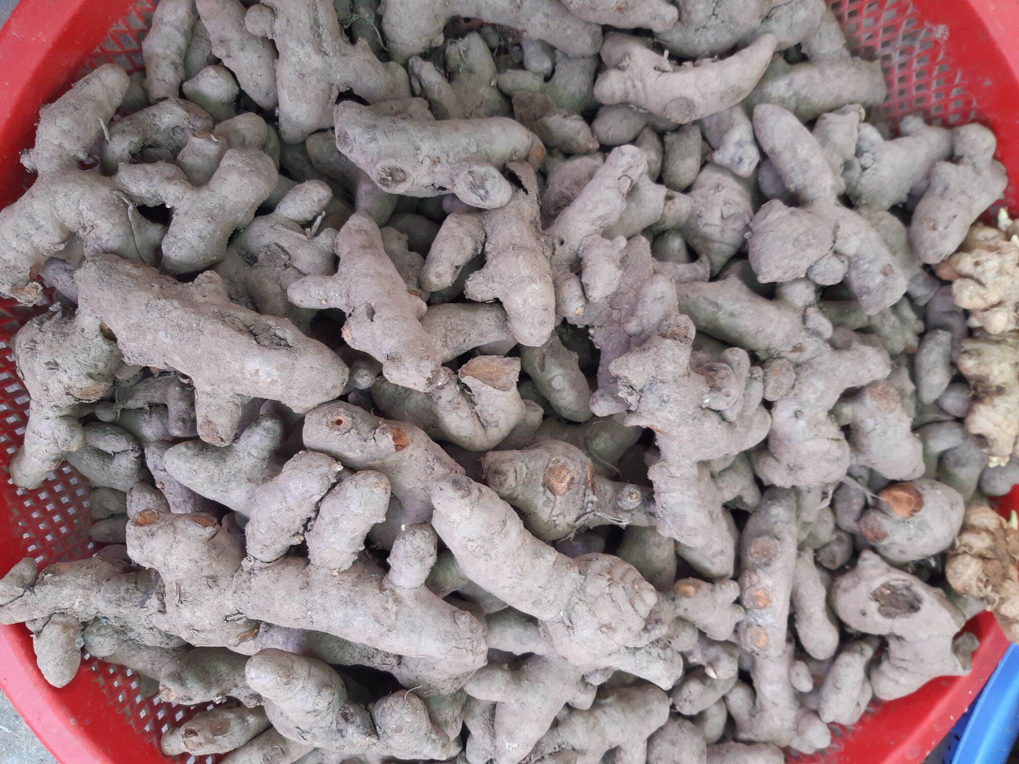 củ nghệ tươi nghệ ta hàng chọn 100g
