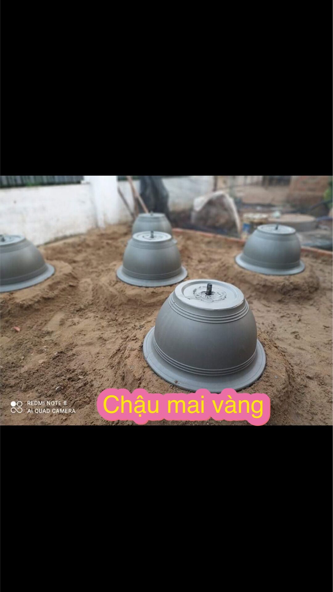 Khuôn quay mai vàng chậu cao 28 cm , đường kính 40-60 cm
