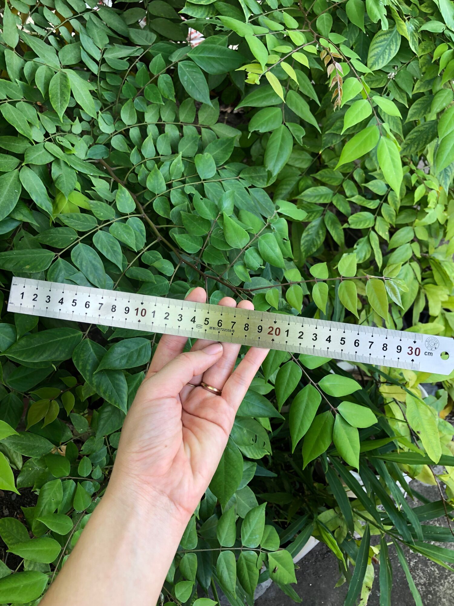 📏Thước lá, thước thẳng 30cm(hàng chuẩn)