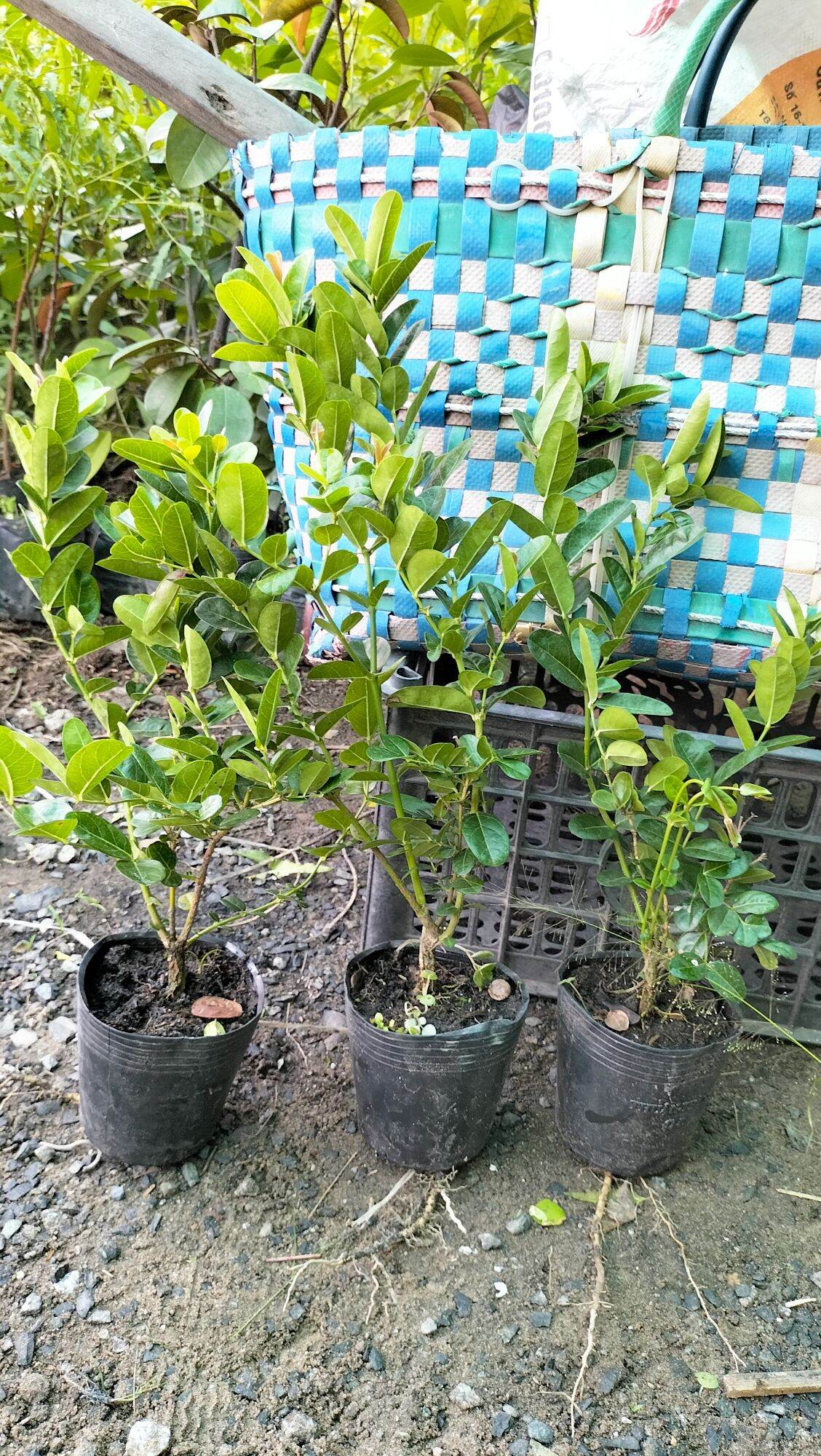 combo 5cây siro giống
