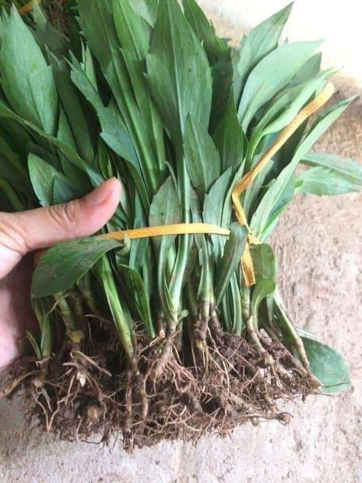 30 cây giống thạch thảo tím xanh