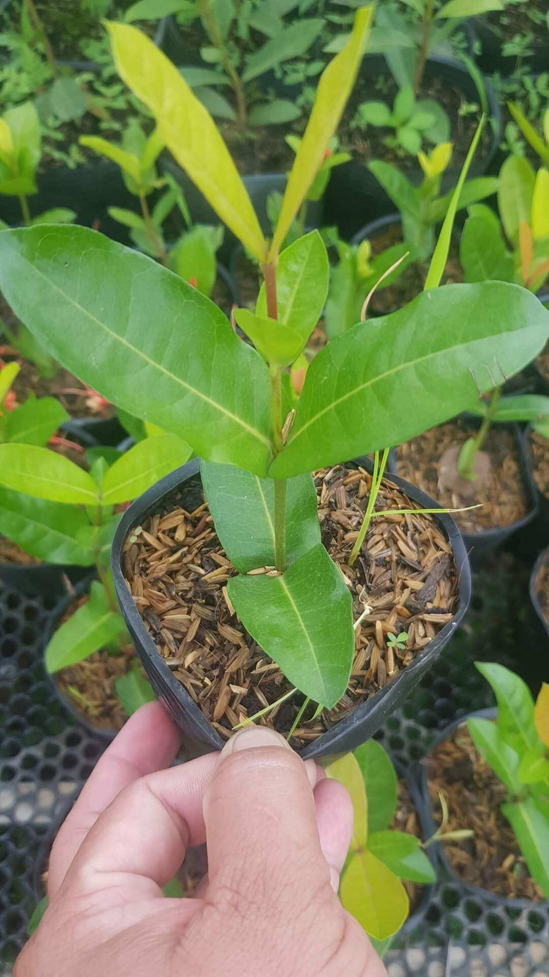 Đỏ cánh Kép