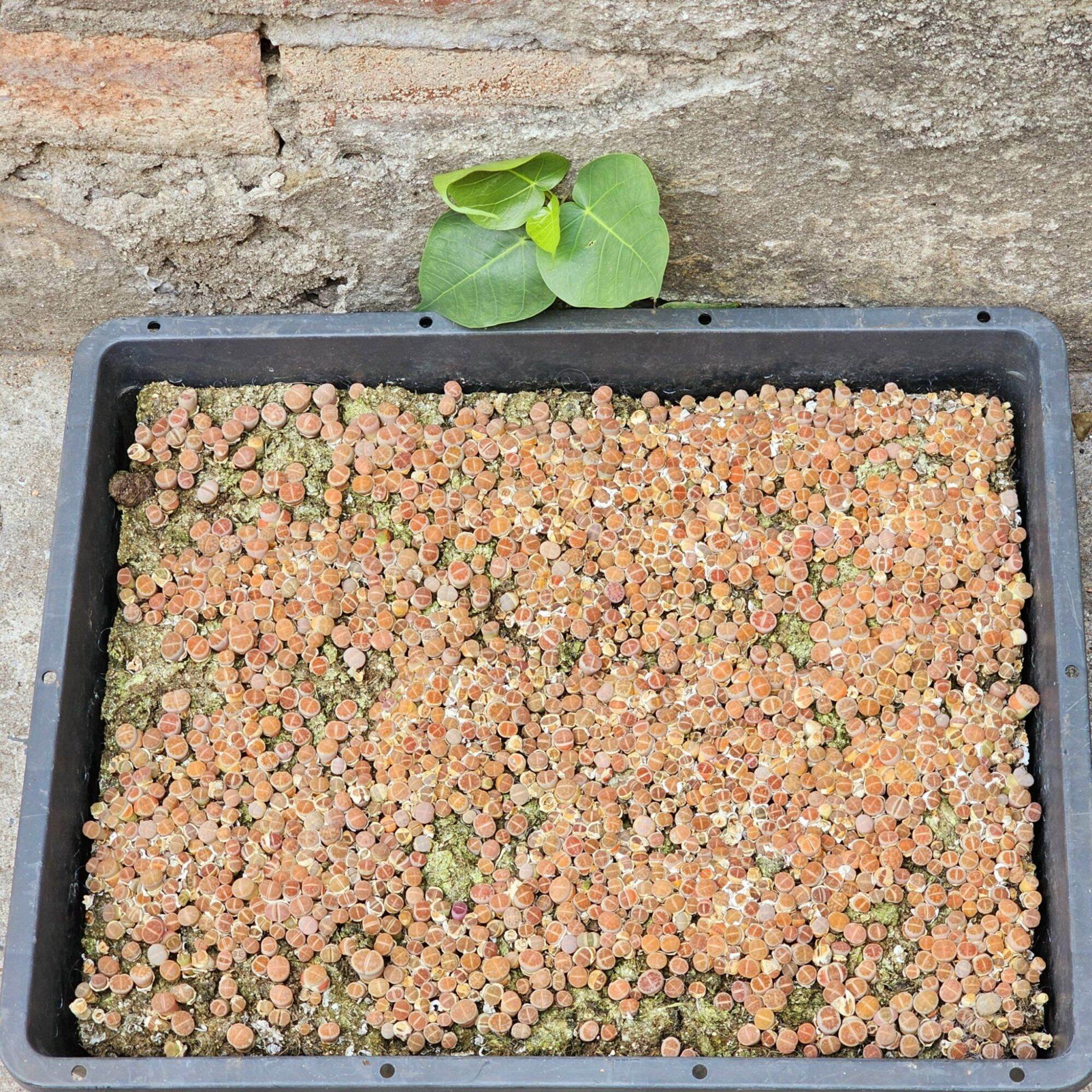Sen Mông/Thạch Lan cả bụi nhiều cây size cây từ 0,2-0,5cm