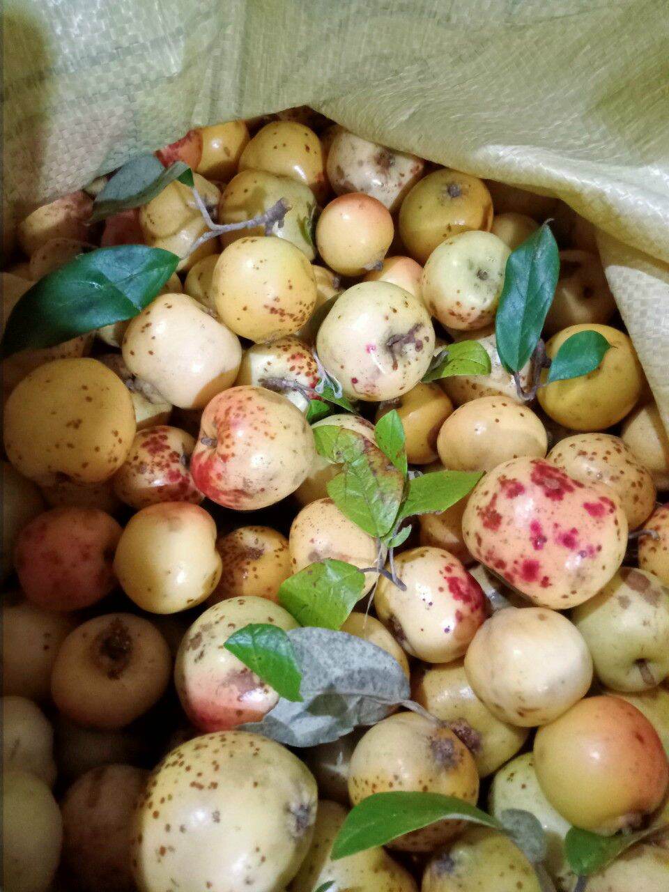 Táo mèo chín mù căng chải 250k 10kg chọn