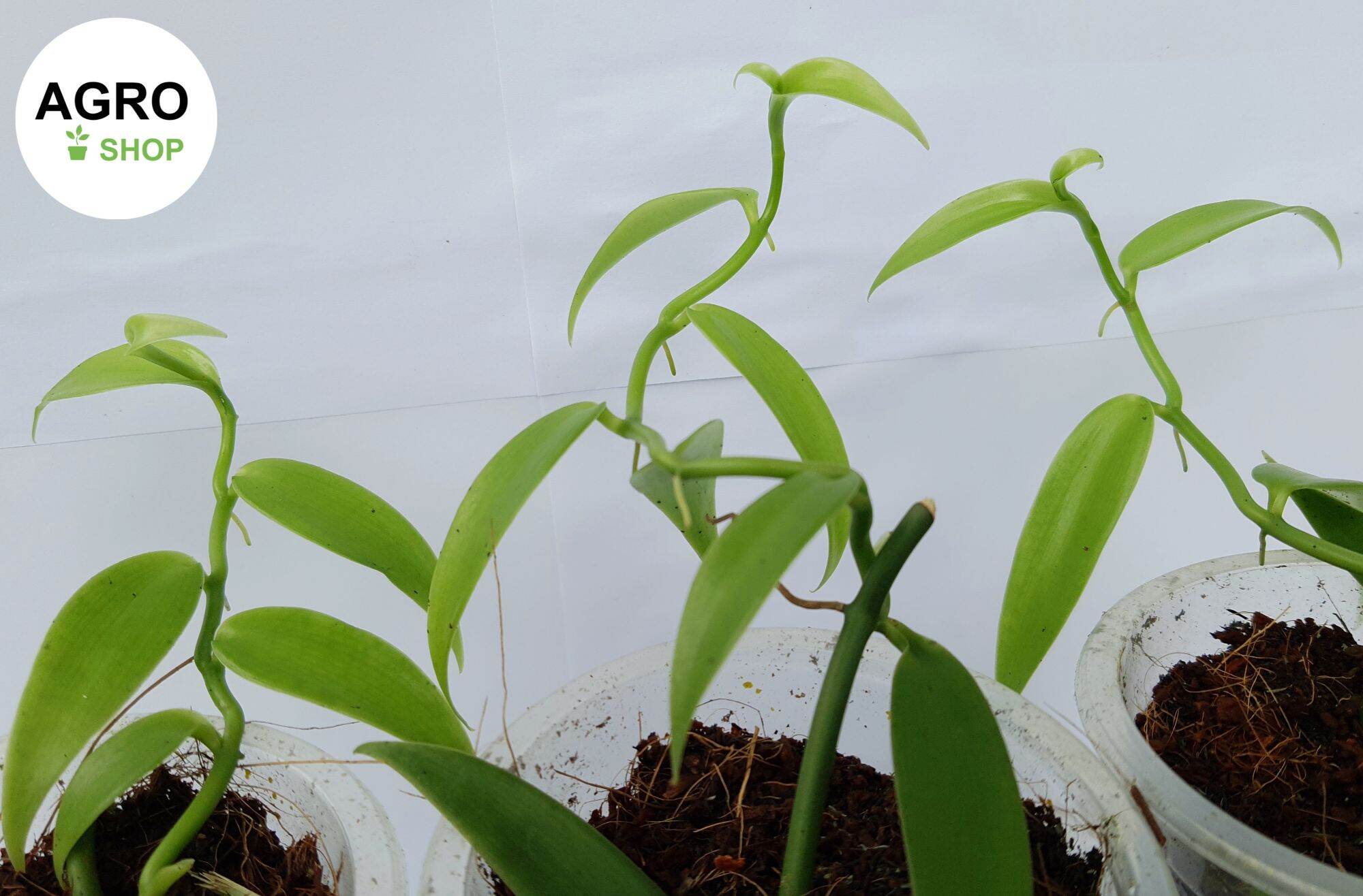 (3 cây) Lan vani | cây vanilla | cây lan vanilla giống | lan vani | vani | vanilla