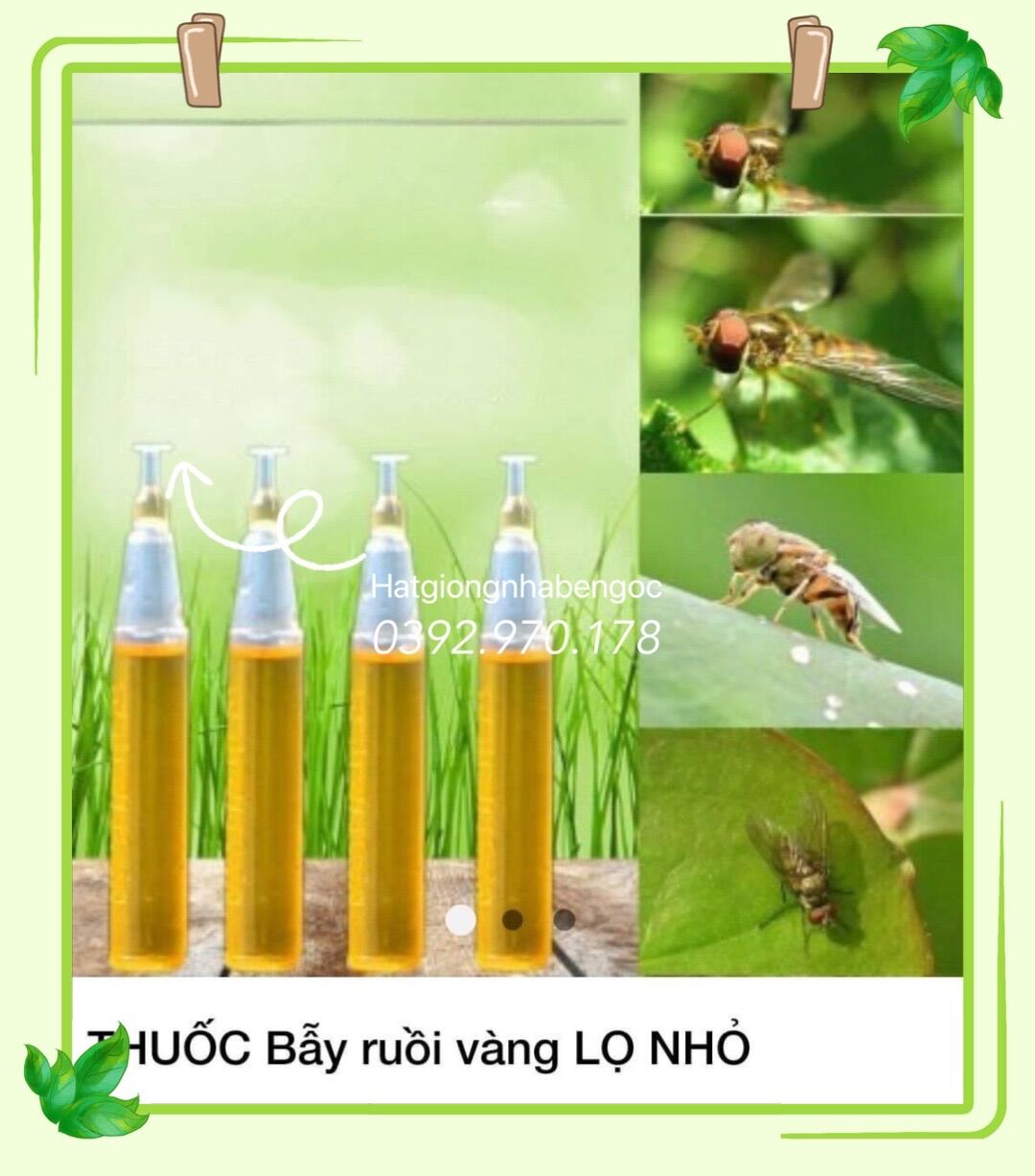 BẪY DẪN DỤ BẮT RUỒI VÀNG