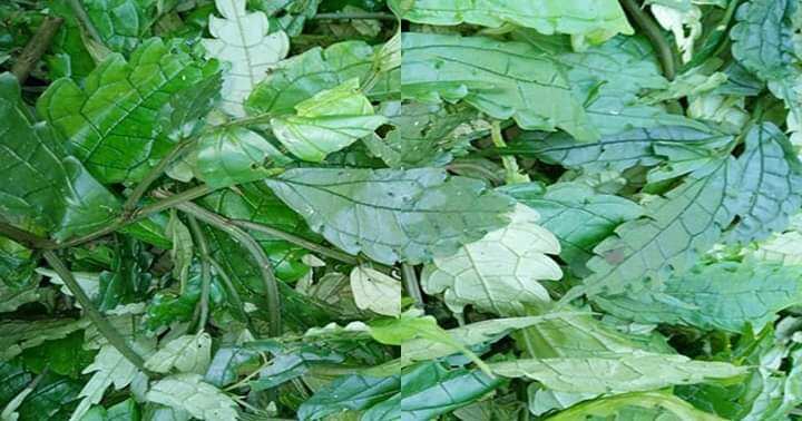 500GR CƠM KÌA (LÁ ĐẮNG