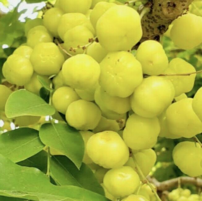 Cây chùm ruột