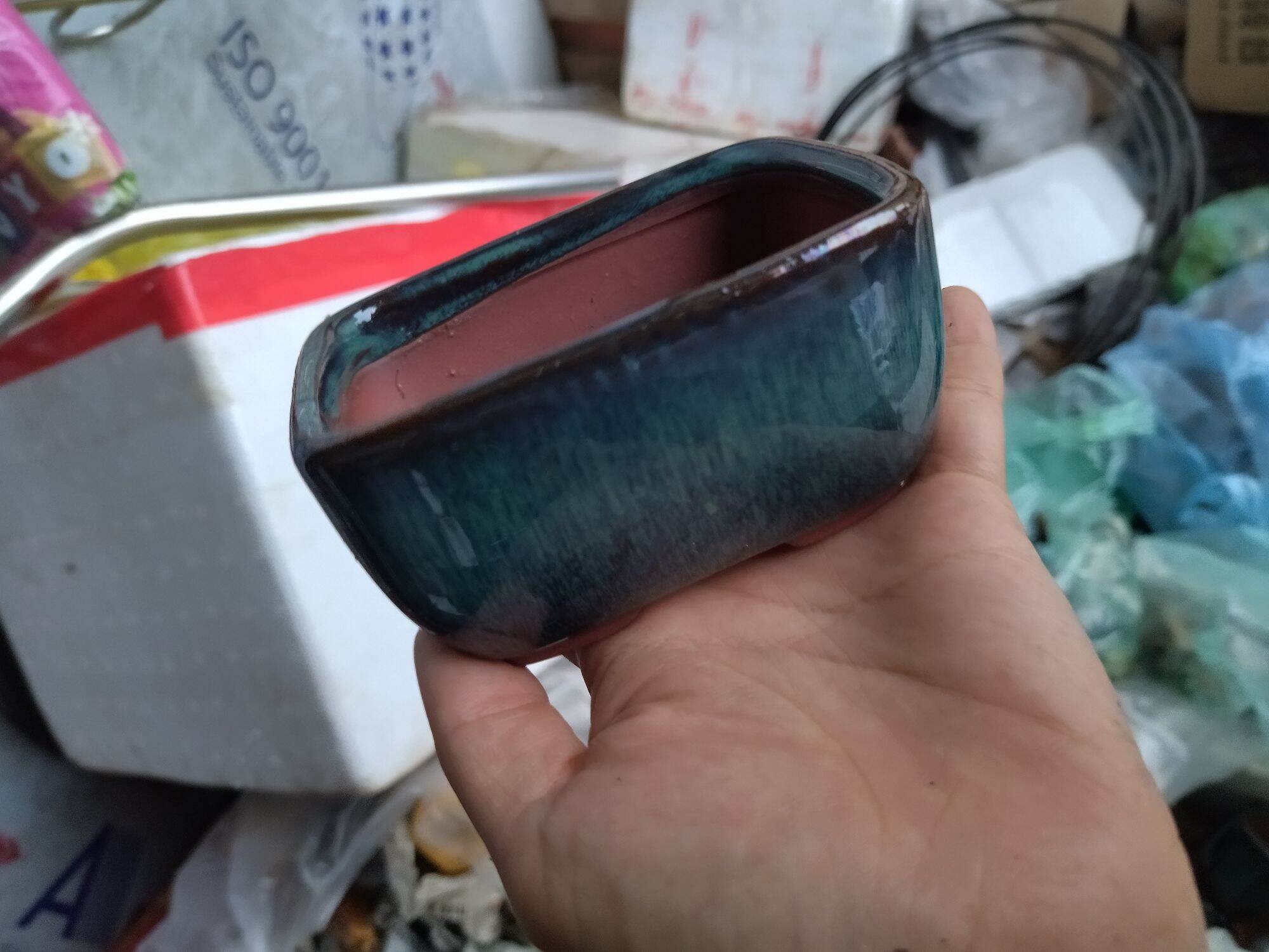 combo 6 chậu bonsai