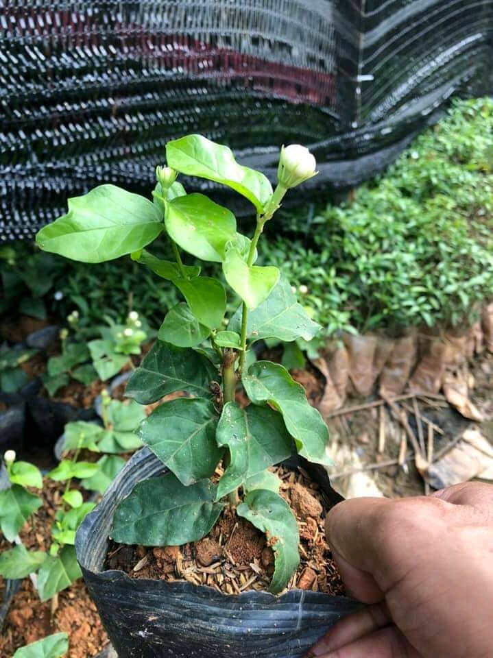 cây giống  nhài trắng hoa kép
