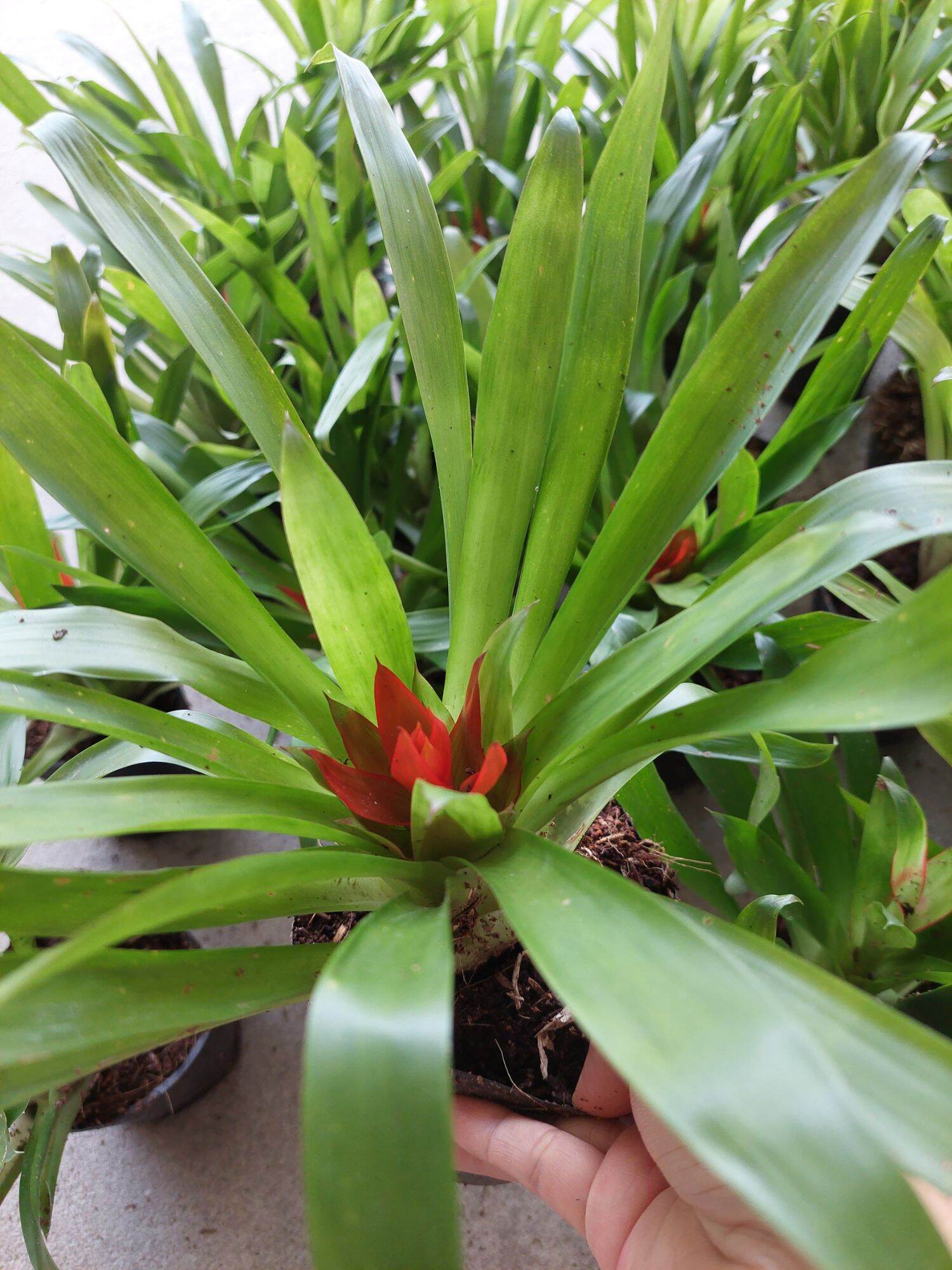 Phát lộc hoa - hoa tài lộc