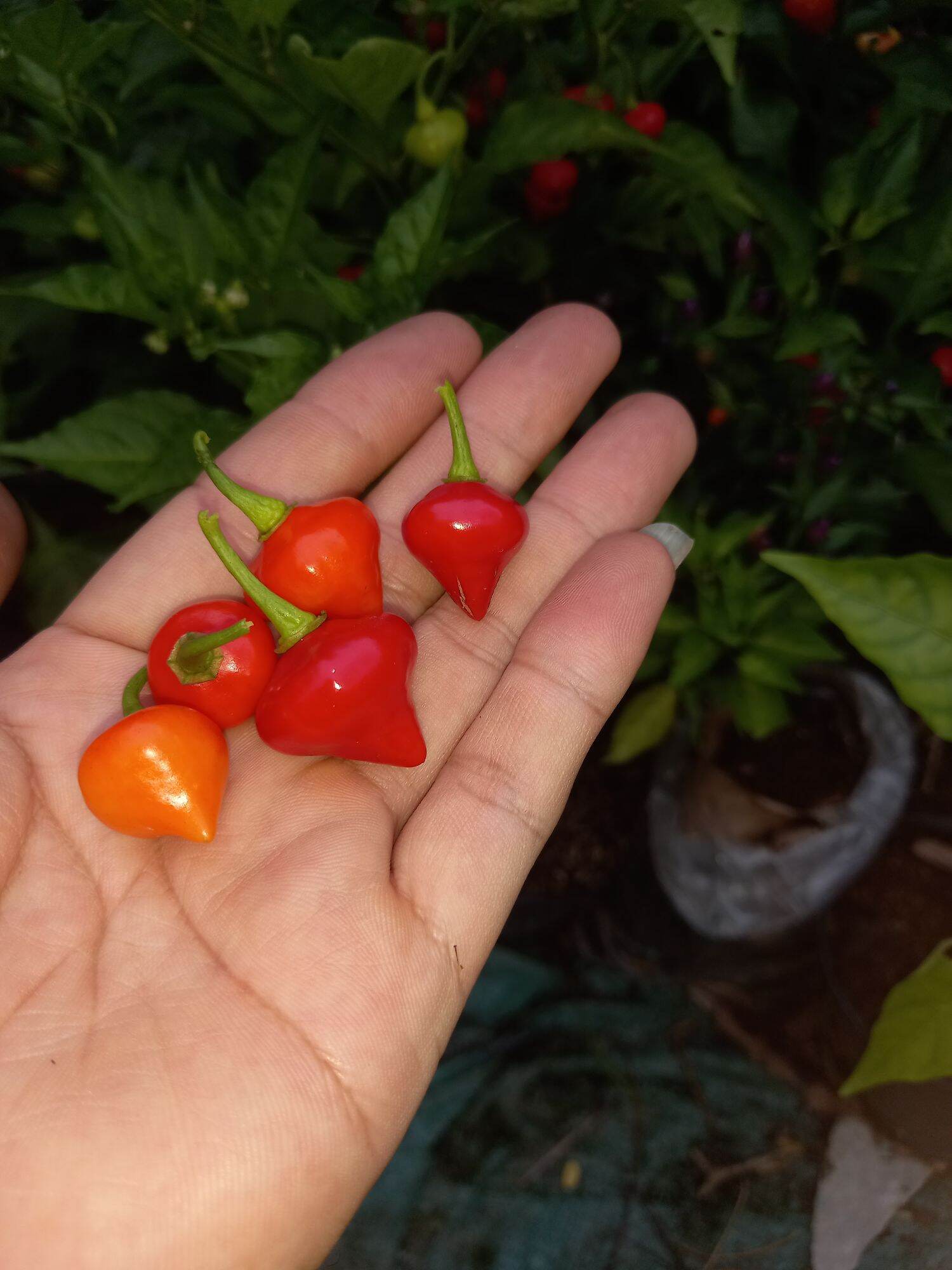 Trái ớt trái tim 1 Trái