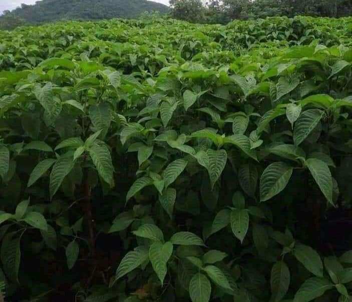 10 Cây giống chè khổng lồ chăn nuôi (Đã ươm mầm)