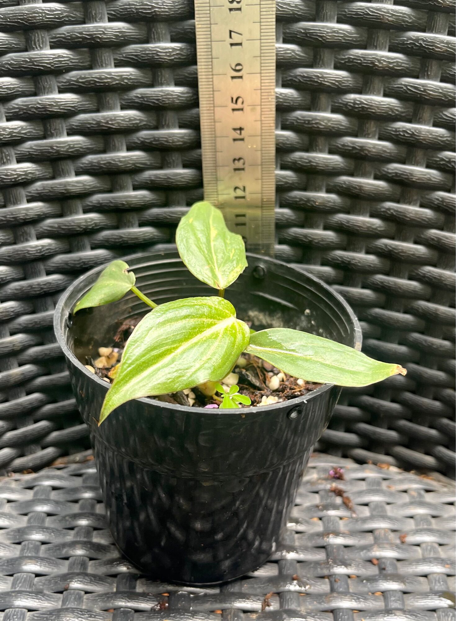 Cây Philodendron Gloriosum con