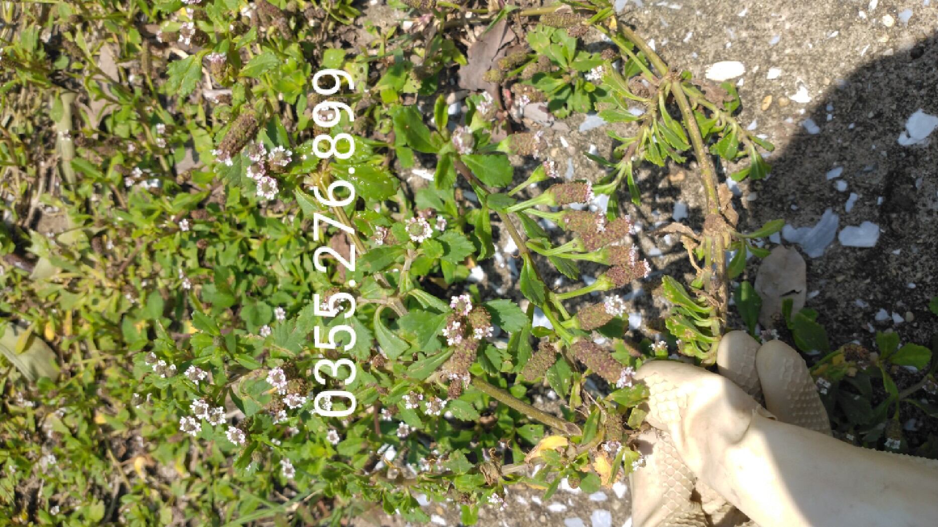 Dây lức lan tươi 1kg lh 0355276899