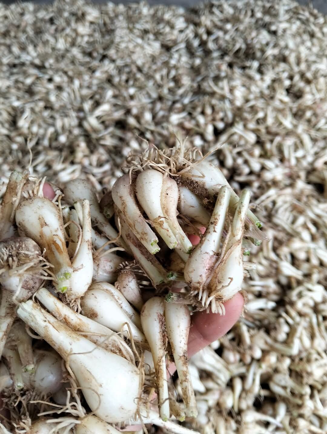 1kg củ kiệu huế tươi . hàng chuẩn