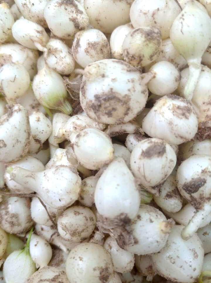 hành tăm( củ nén) loại to đẹp 1kg
