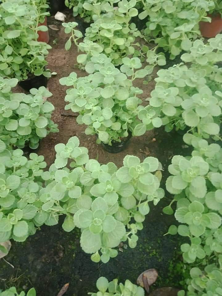 cây nhất mạt hương ( sen thơm)  hàng bầu to.