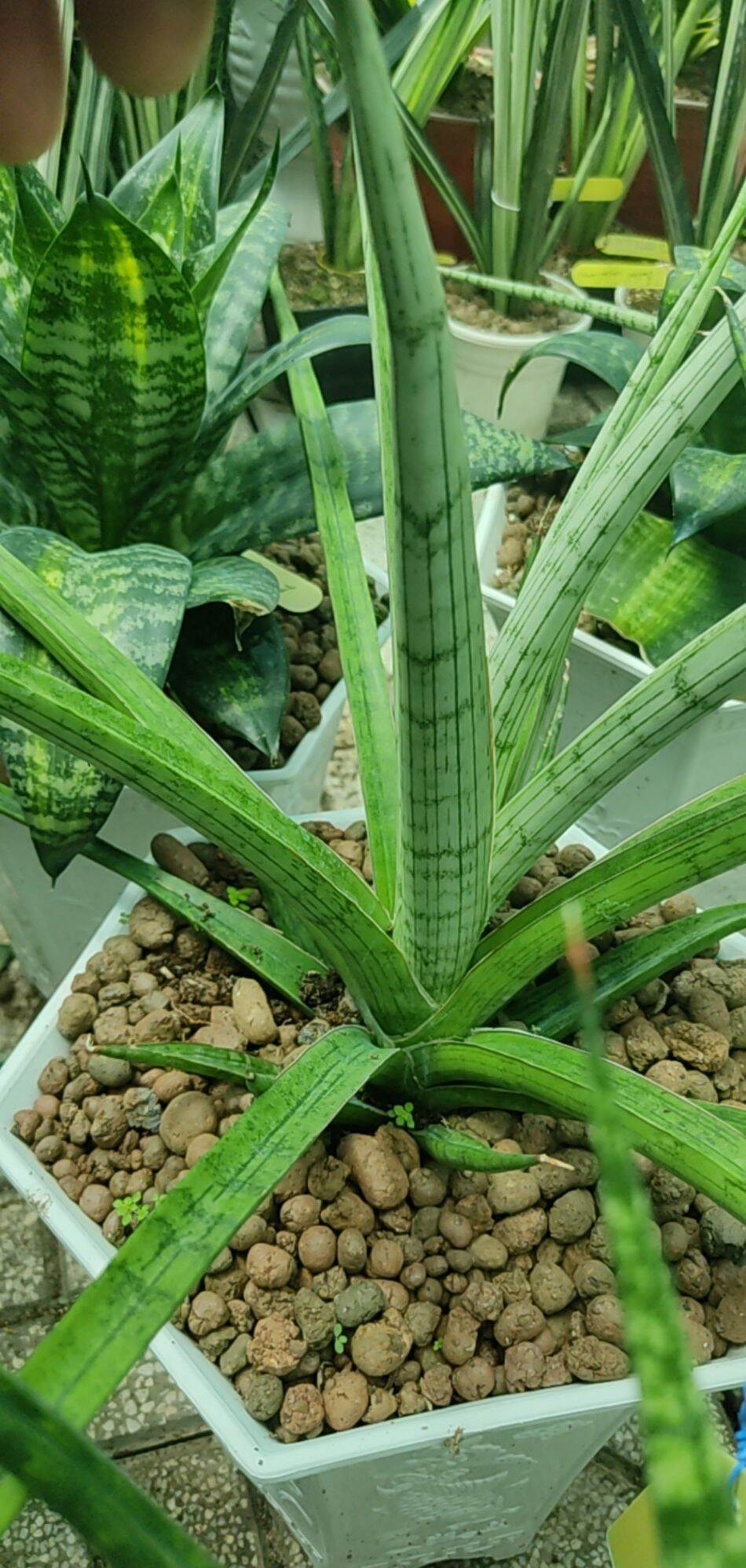 Cây Lưỡi hổ - Sansevieria Narin