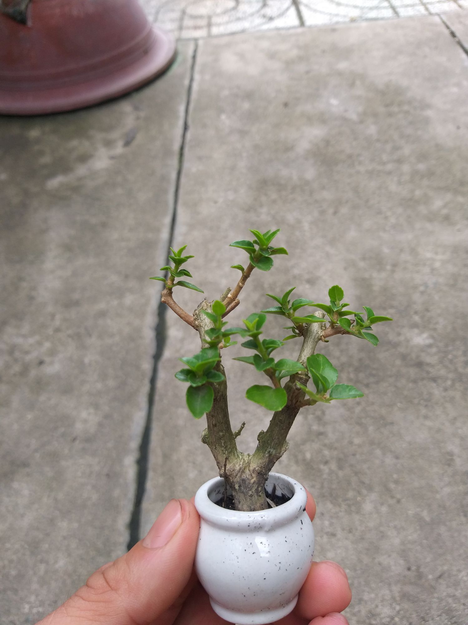 [HCM]Sam Hương mini Bonsai Có chậu