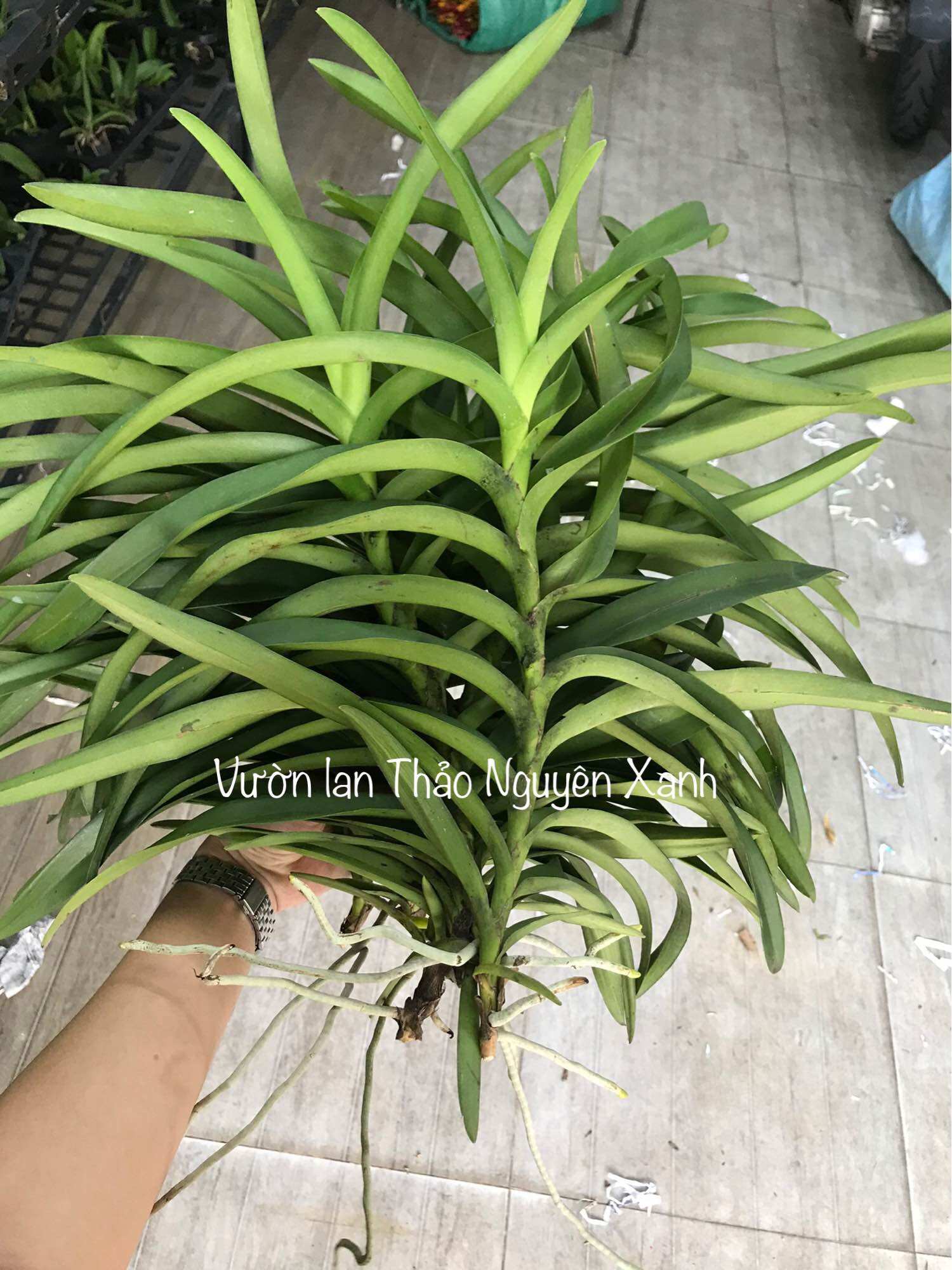 Lan Mokara đủ màu - cây tầm 30-40cm