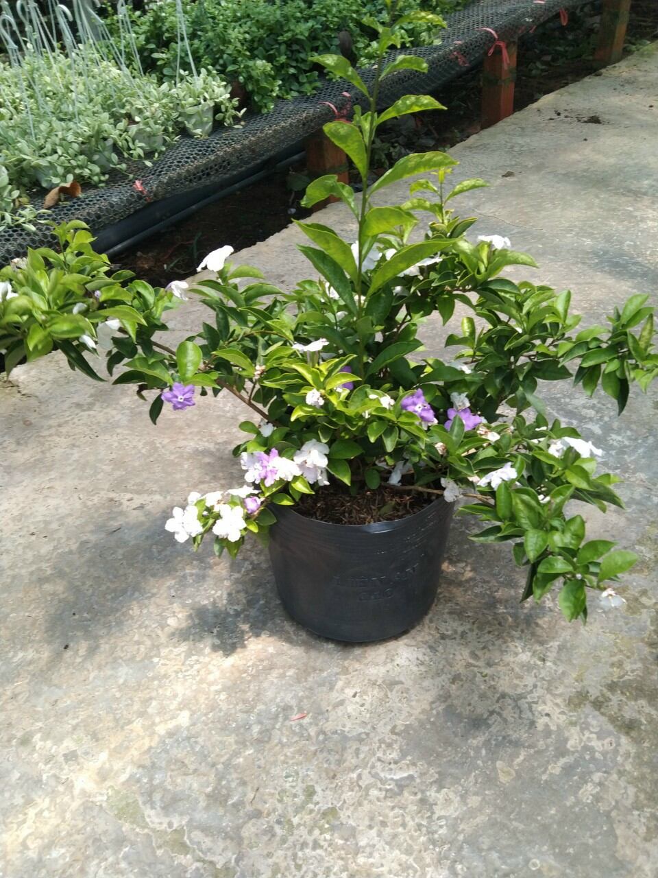Lài nhật thơm ngọt