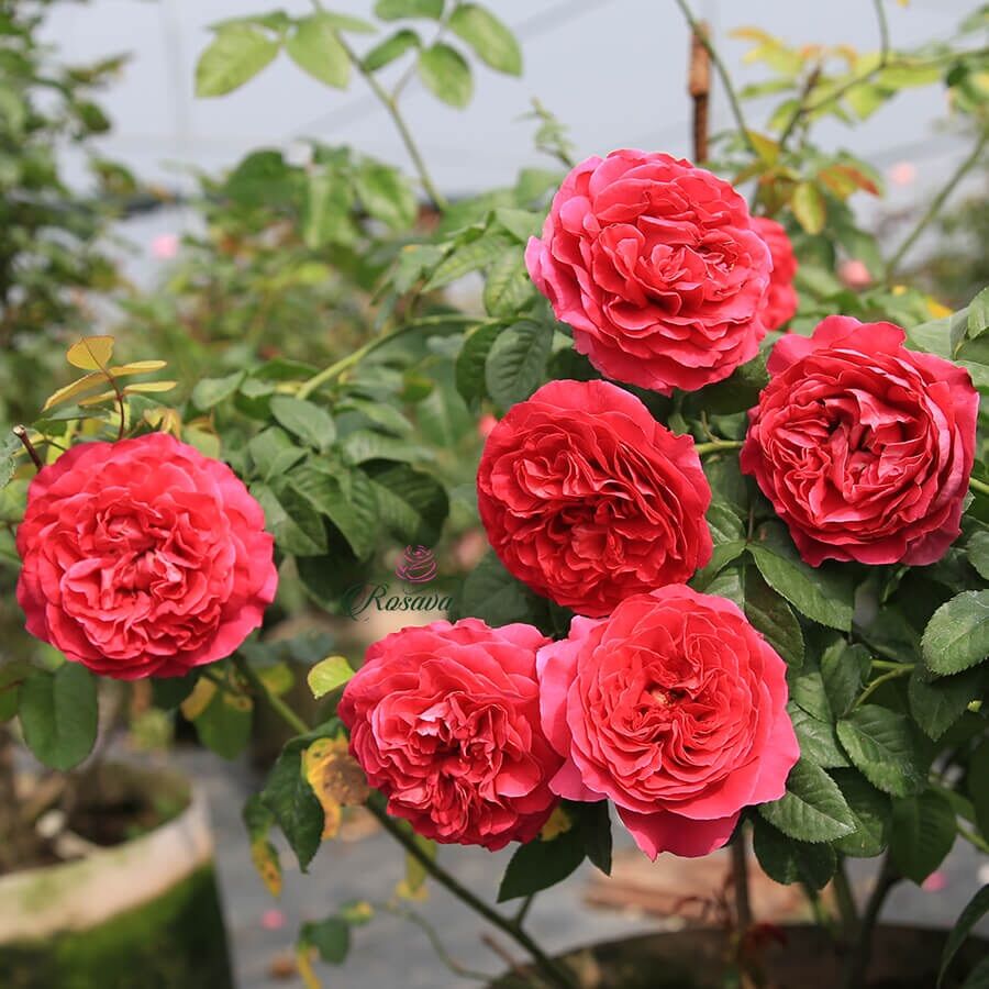 Hoa hồng Kate Rose - hoa thơm, hồng leo