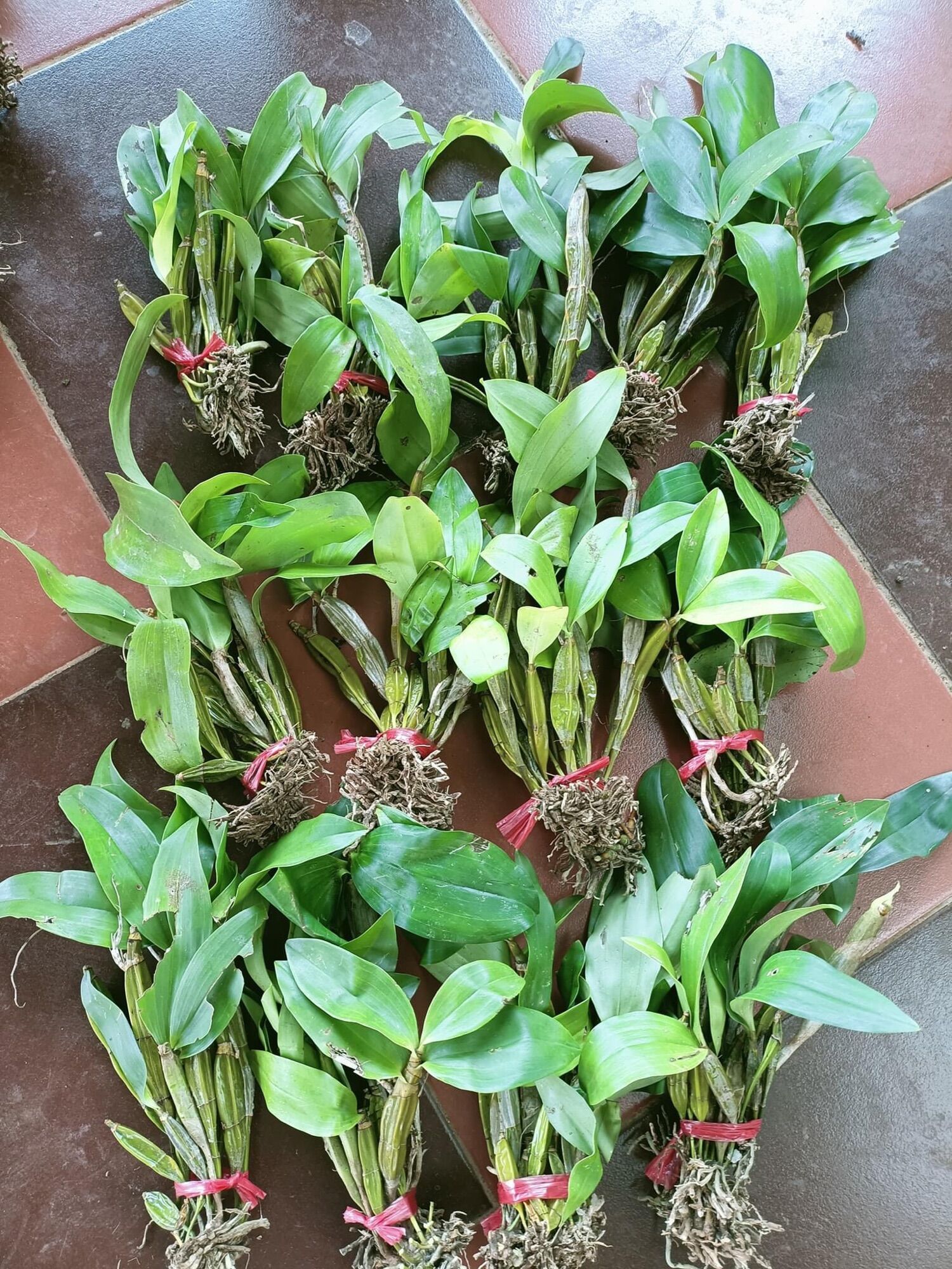 Hoa Lan kiều vuông(1 bó hình cuối) vv