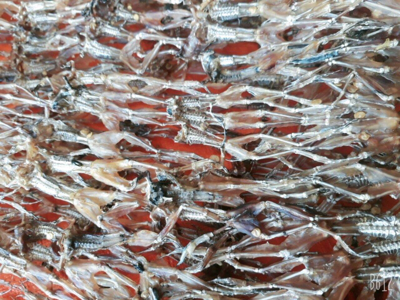 Khô Nhái Cơm ( Vũ nữ chân dài) - 500g