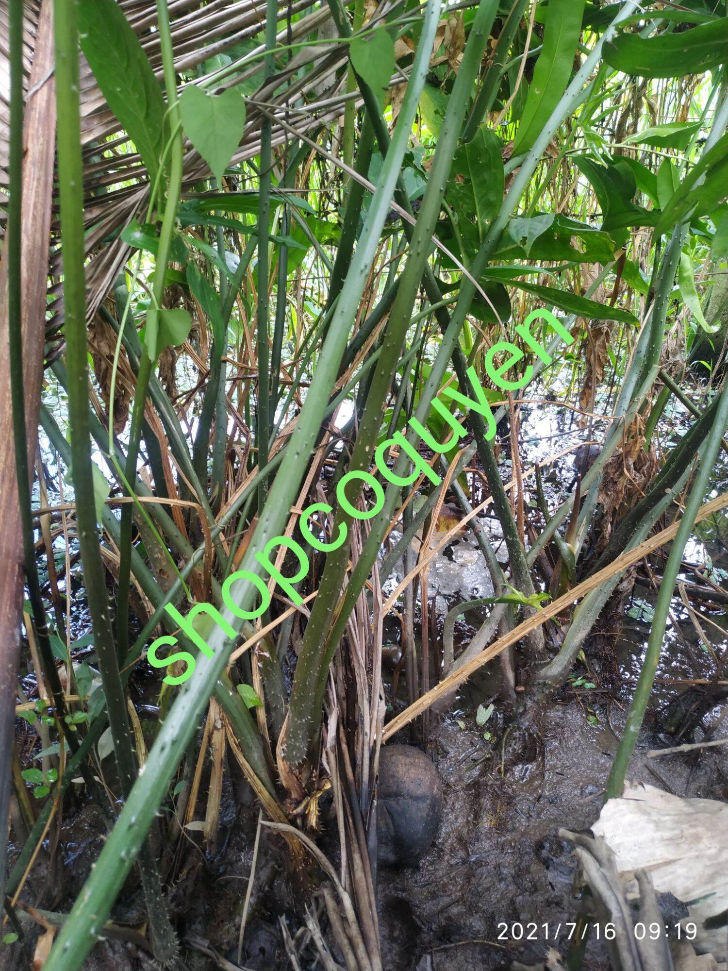 gốc cây mướp gai tươi 01 ký
