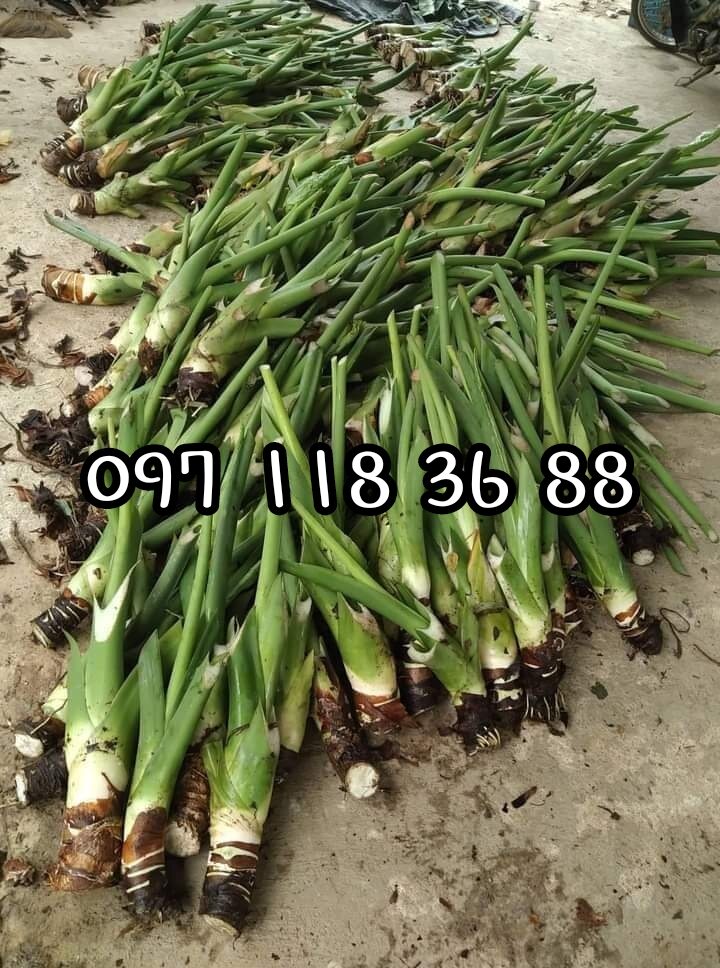 Sỉ cây ráy voi khổng lồ trồng cảnh cây gửi hình 1