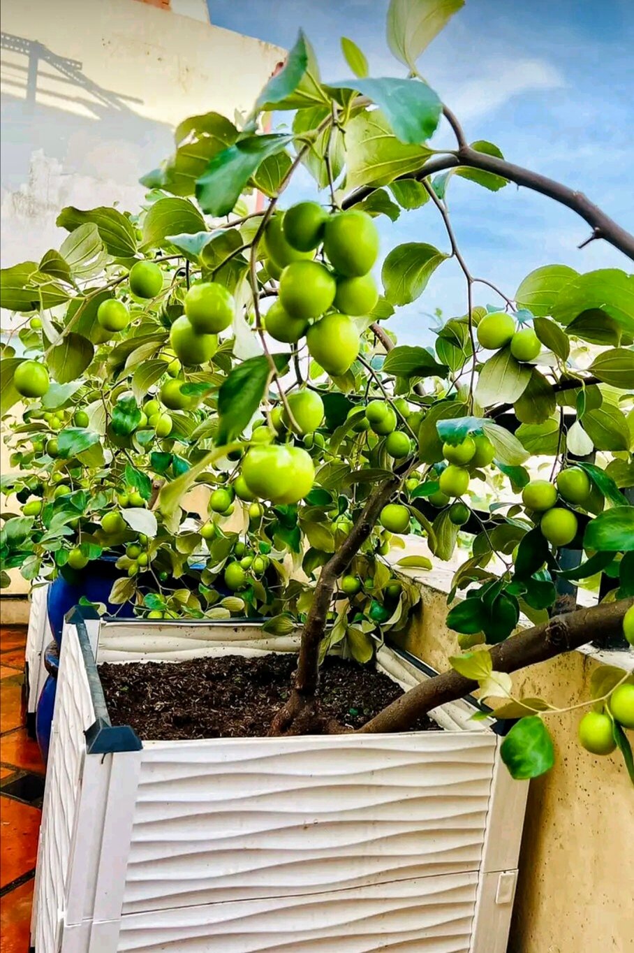 Cây giống) táo siêu trái bầu nhánh