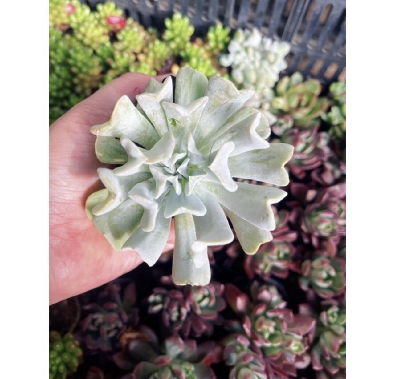 Sen đá cúc trắng size bầu 5-7cm