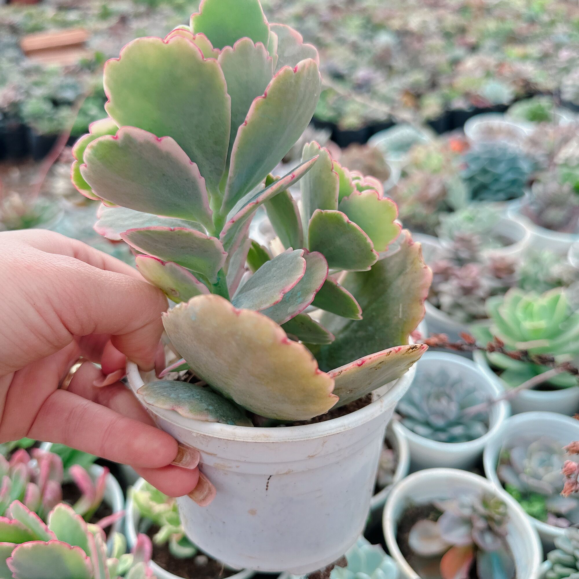 Sen đá cánh bướm size trung 5-7cm