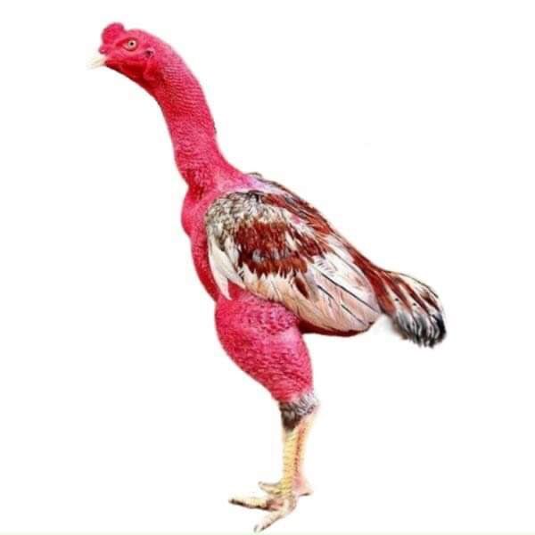 Gà thú bông 3D tập lực cho gà đá - GÀ TẬP LỰC(Kèm ảnh thật)