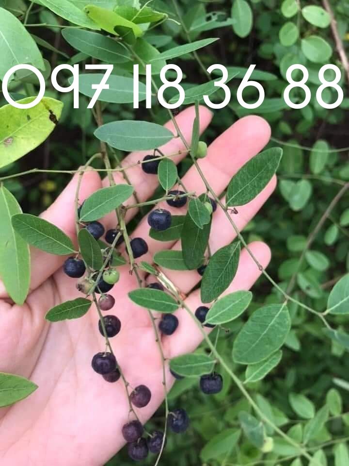 Cây phèn đen 1kg,cây nổ đồng tiền .