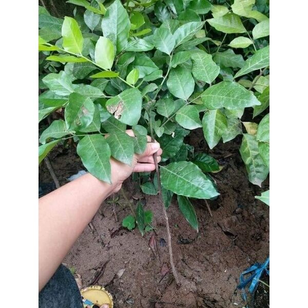 cây quất hồng bì