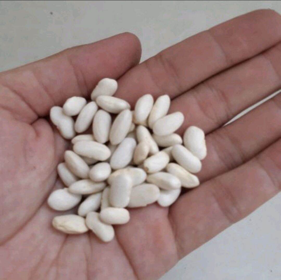 Đậu trắng hạt dài (đậu tây trắng)
