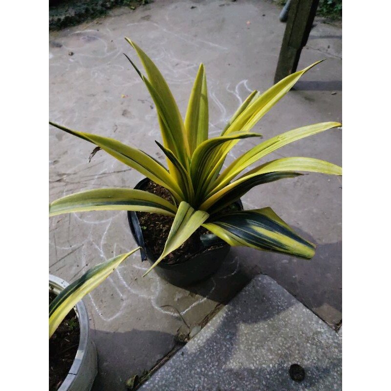 Lưỡi hổ vàng - Sansevieria Golden Flame