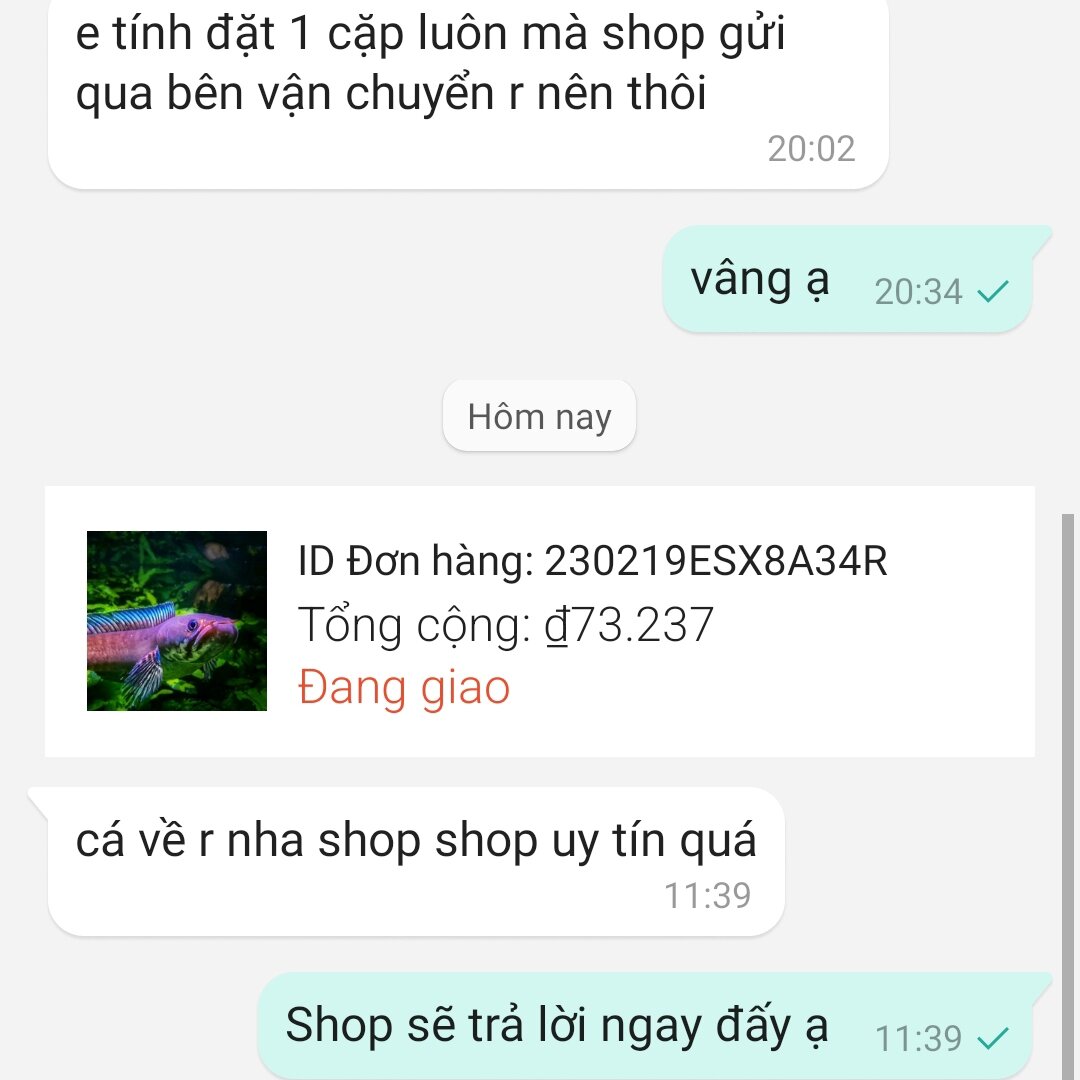 cá lóc vây xanh mua 3 tặng 1(bảo hành rủ ro)