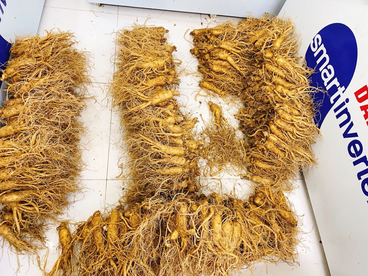 [HCM] 1 Củ Sâm Tươi Hàn Quốc đủ rễ loại 7 củ/kg
