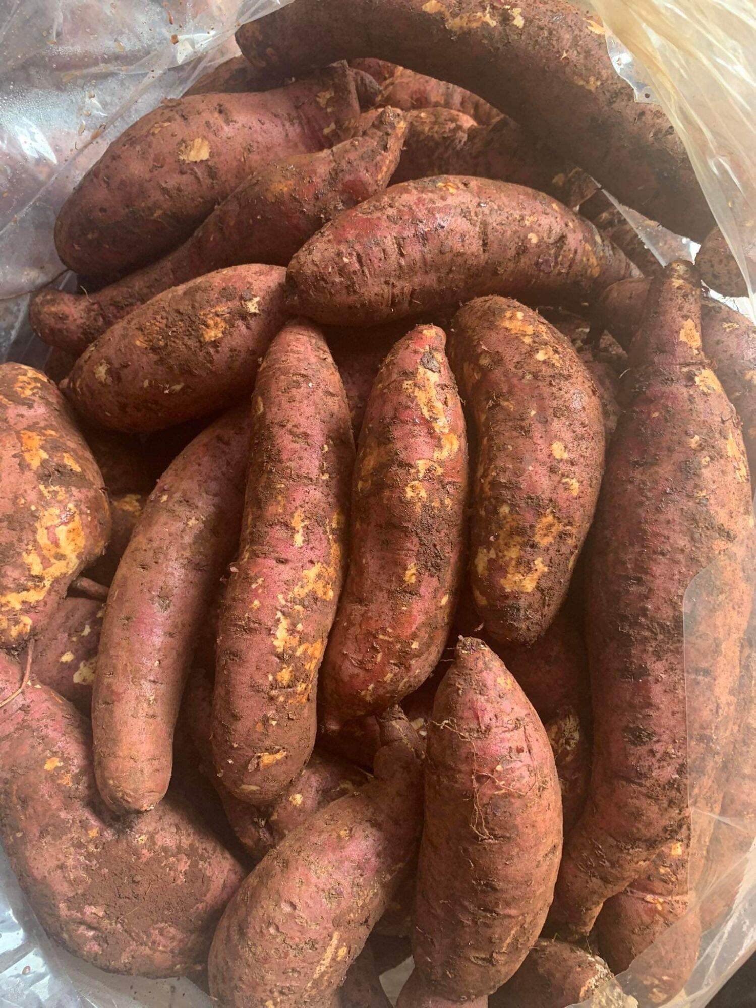 Khoai lang mật Tà Nung Đà Lạt