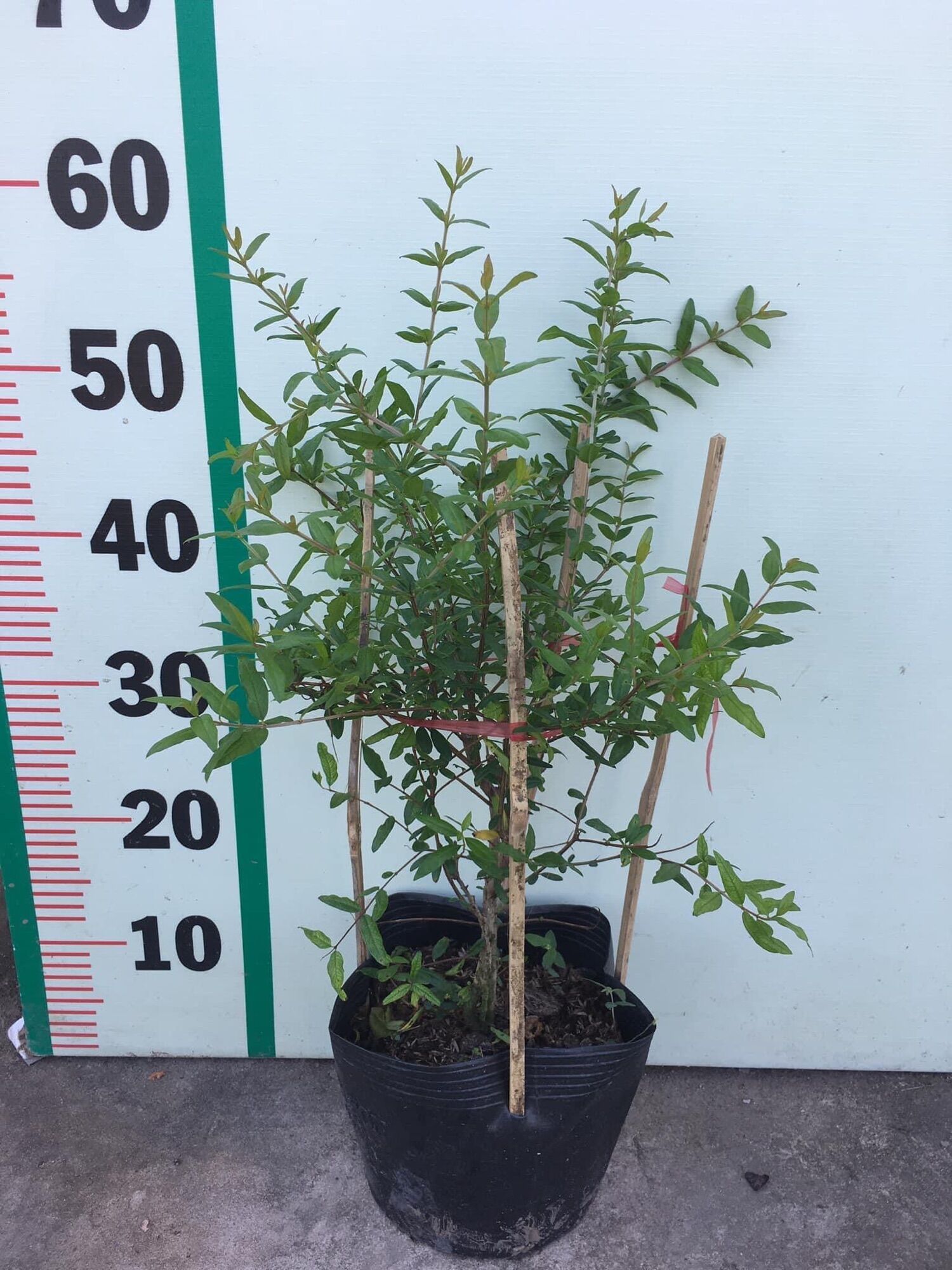 Cây lựu đỏ Ấn Độ - trái to, màu đỏ, rất ngọt