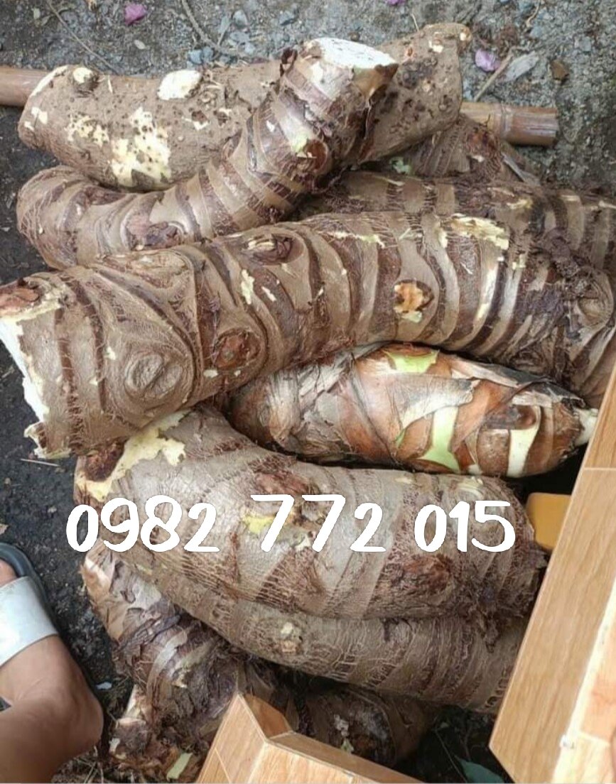 Combo 2kg củ bạc hà núi chuẩn tri ung thu