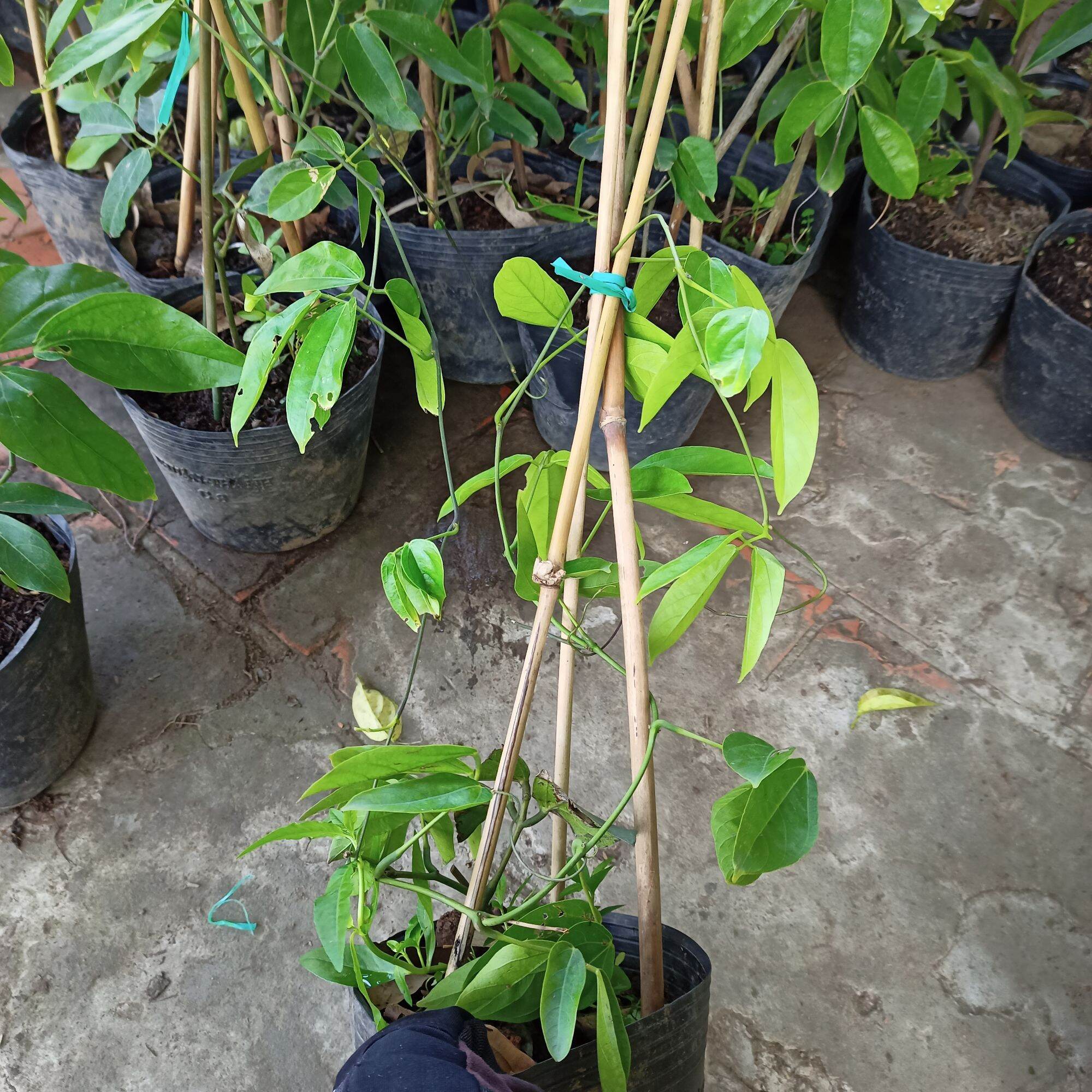 Cây giống hoa Leo giàn mong.cọp xanh