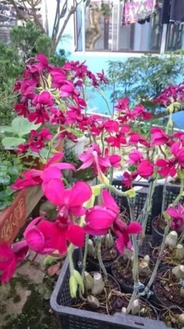 Củ Hoa Lan bầu rượu (2 củ)