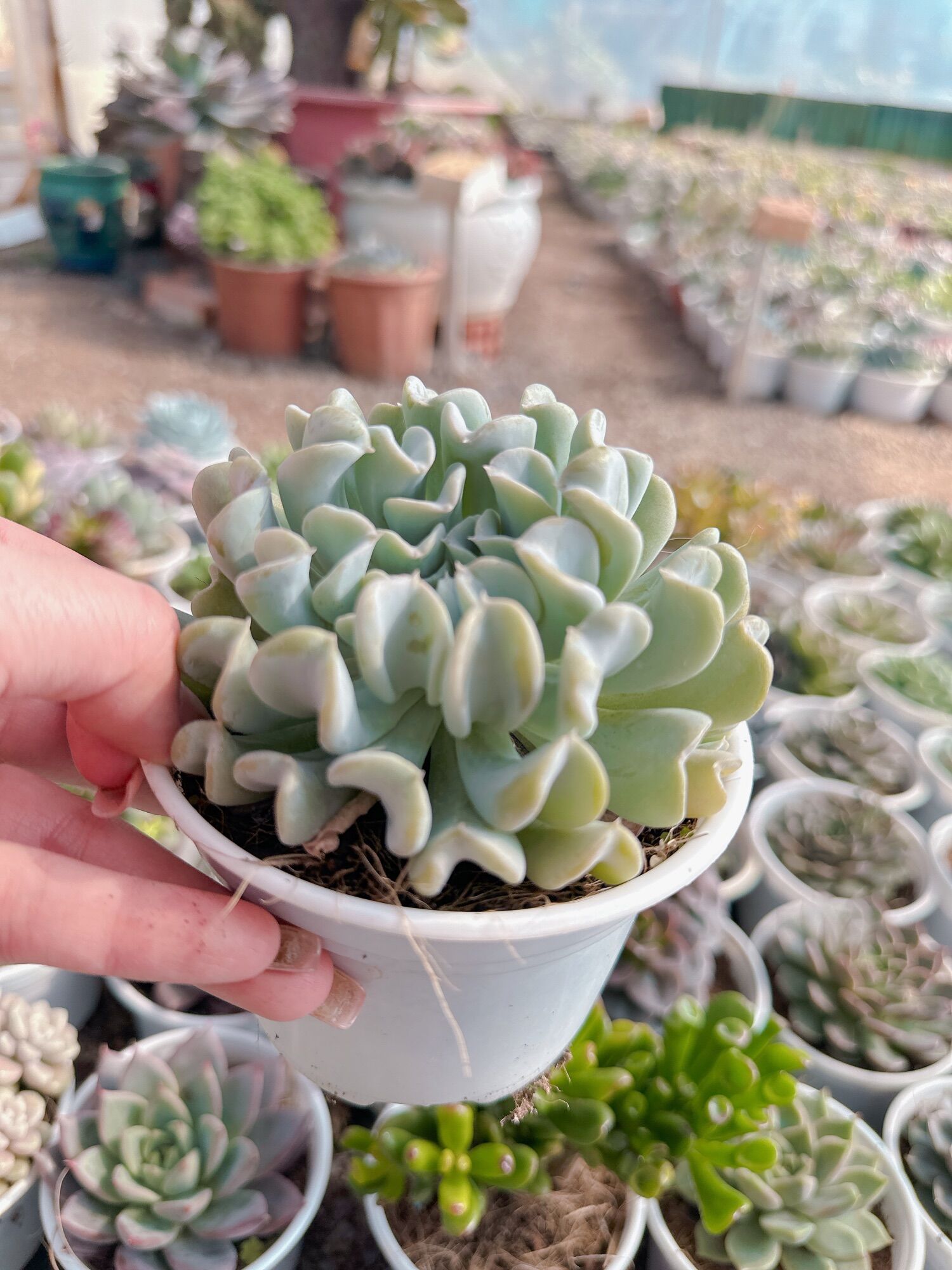 Sen đá cúc trắng size trung 5-7 cm xuất vườn đà lạt