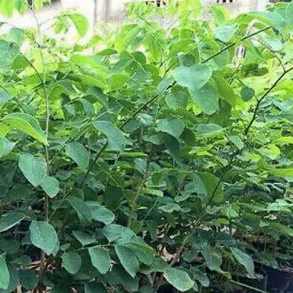 Cây giống trắc đỏ, cây trắc đỏ, trắc đỏ cao 40cm