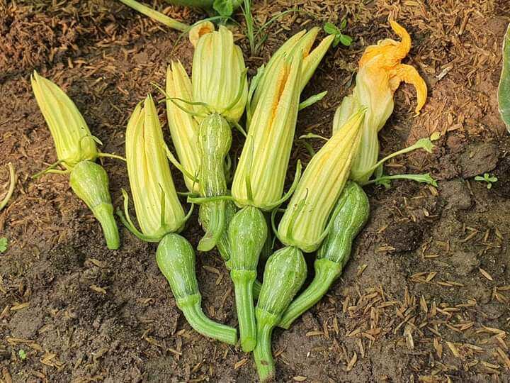 Hạt giống bí siêu nụ